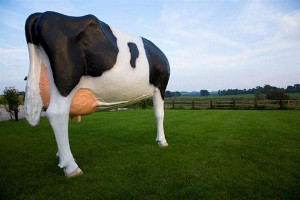 the full size cow sculpture greets you outside The Barn